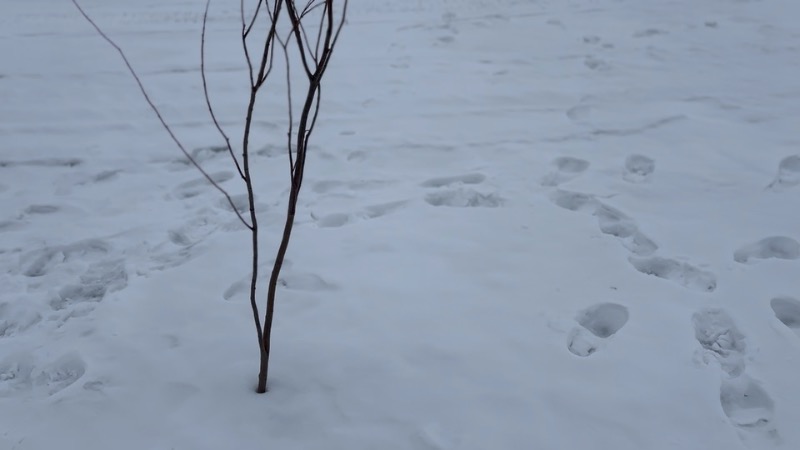 イナリ湖の上は一面雪