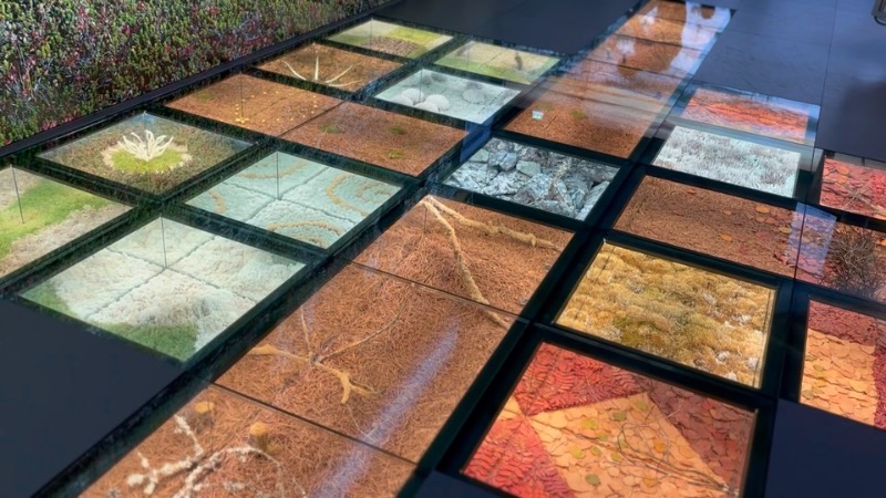 北極圏の植物の展示